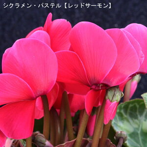 VNE7yԌnzpXe-ubhT[v12{肨͂IyoXPbgbsOzaENX}Xv[gEΕMtgɁyzyy