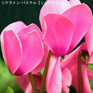 VNE7ysNnzpXe-uV[xgv11{肨͂IyoXPbgbsOzaENX}Xv[gEΕMtgɁyzy