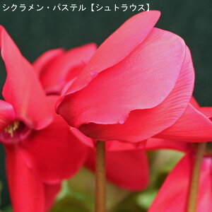 VNE5yԌnzpXe-uVgEXv12{肨͂IyoXPbgbsOzaENX}Xv[gEΕMtgɁyzyyMt_