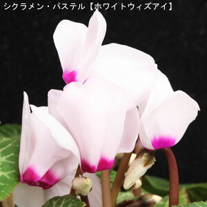 VNE7ynzpXe-uzCgEBYACv12{肨͂IyoXPbgbsOzaENX}Xv[gEΕMtgɁyz