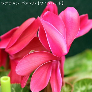 VNE7yԌnzpXe-uCbhv12{肨͂IyoXPbgbsOzaENX}Xv[gEΕMtgɁyzyyM