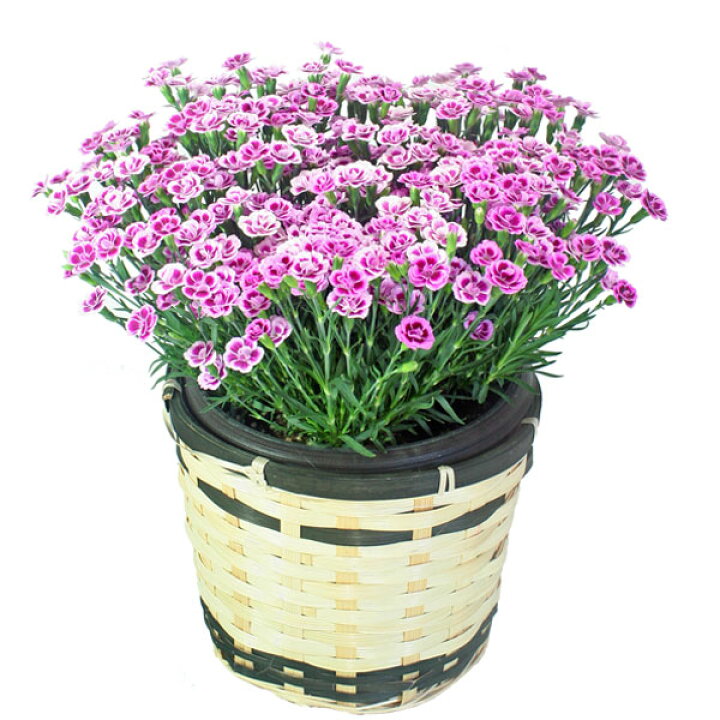 楽天市場 ダイアンサスピンクキッス ホワイトピンク5号バスケット 4月25日頃より発送 誕生日 結婚祝 出産祝 母の日ギフトに 送料無料 楽ギフ メッセ はな丸 楽天市場 ダイアンサスピンクキッス ホワイトピンク5号バスケット 4月25日頃より発送 誕生日 結婚祝 出産祝 母の日ギフトに 送料無料 楽ギフ メッセ はな丸