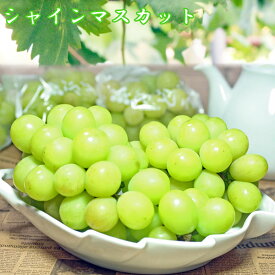 【シャインマスカット】産直！【送料無料】※8月23日より順次発送！生産者より即日発送で新鮮＆高品質♪【楽ギフ_メッセ入力】☆ご自宅用・プチギフト等に☆