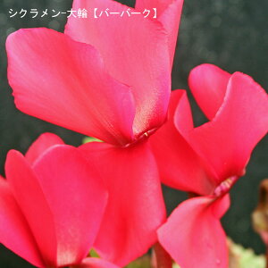 VNE7yԌnzցuo[o[Nv12{肨͂IyoXPbgbsOzaENX}Xv[gEΕMtgɁyzyyMt_b