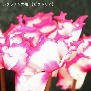 VNE7yԔnzցurNgAv12{肨͂IyoXPbgbsOzaENX}Xv[gEΕMtgɁyzyyMt_