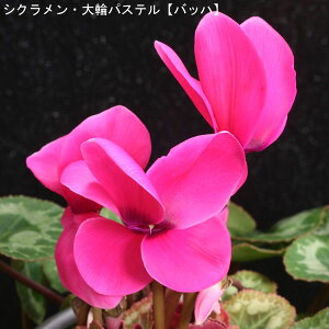 VNE7ysNnzpXe-uփobnv12{肨͂IyoXPbgbsOzaENX}Xv[gEΕMtgɁyzyy