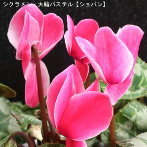 VNE7yԌnzpXe-uփVpv12{肨͂IyoXPbgbsOzaENX}Xv[gEΕMtgɁyzyy