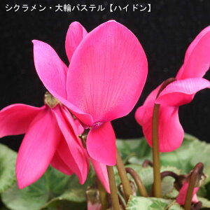 VNE7ysNnzpXe-uփnChv12{肨͂IyoXPbgbsOzaENX}Xv[gEΕMtgɁyzy