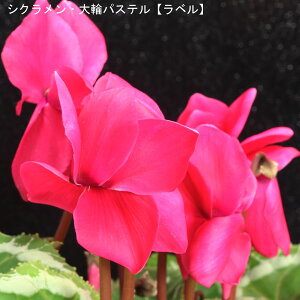 VNE7yԌnzpXe-uփxv12{肨͂IyoXPbgbsOzaENX}Xv[gEΕMtgɁyzyyMt