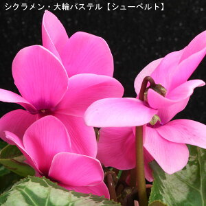 VNE7ysNnzpXe-uփV[xgv12{肨͂IyoXPbgbsOzaENX}Xv[gEΕMtgɁy