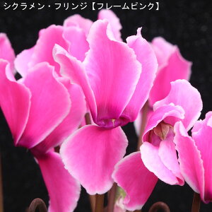 VNE7ysNnzցutWt[sNv12{肨͂IyoXPbgbsOzaENX}Xv[gEΕMtgɁy