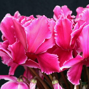 VNE7yԌnzցutWt[bhv12{肨͂IyoXPbgbsOzaENX}Xv[gEΕMtgɁyz