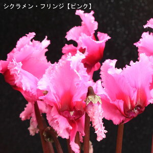 VNE7ysNnzցutWsNv12{肨͂IyoXPbgbsOzaENX}Xv[gEΕMtgɁyzyy