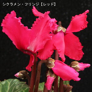 VNE7yԌnzցutWbhv12{肨͂IyoXPbgbsOzaENX}Xv[gEΕMtgɁyzyyMt_