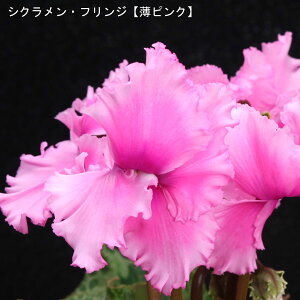 VNE7ysNnzցutWsNv12{肨͂IyoXPbgbsOzaENX}Xv[gEΕMtgɁyzy