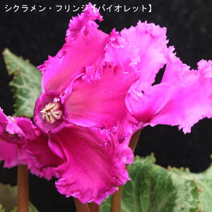 VNE7ynzցutWoCIbgv12{肨͂IyoXPbgbsOzaENX}Xv[gEΕMtgɁyzy