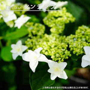 z K[fAWTC yVfz 5|bgc