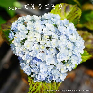 苗 あじさい てまりてまりの人気商品 通販 価格比較 価格 Com