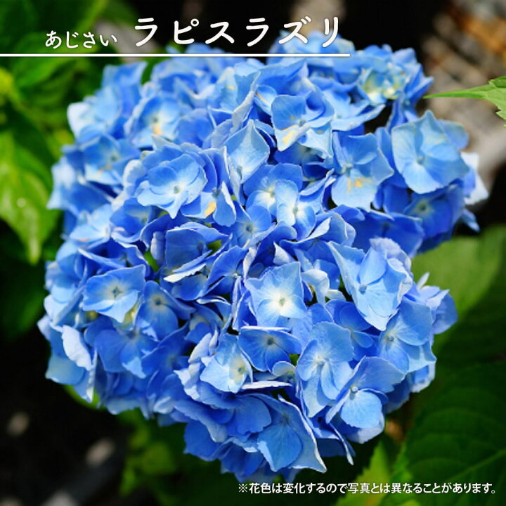 楽天市場 あじさい 苗 ラピスラズリ 紫陽花 5号ポット苗 アジサイ 庭木 落葉樹 低木 ガーデンアジサイ 苗木部 ｂｙ 花ひろばオンライン