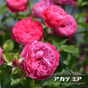 lG炫oc yAJf~Az 2Nc 6|bg y\̔z1{ȍ~ח\