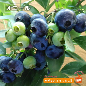 苗 オニール ブルーベリーの通販 価格比較 価格 Com