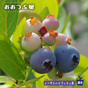 yԐz m[UnCubVn 2Nږؕc u[x[c Fu[CpX