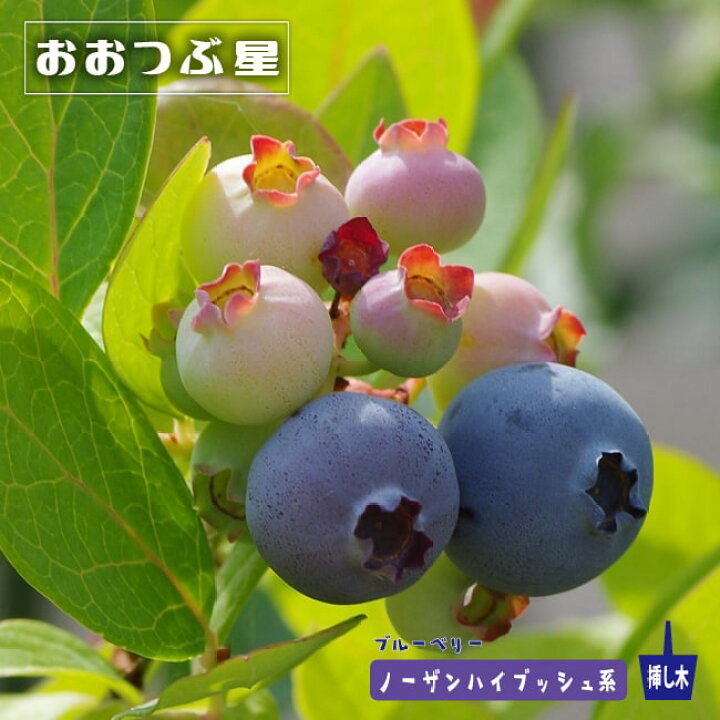 楽天市場 おおつぶ星 ノーザンハイブッシュ系 2年生挿木 苗 ブルーベリー 苗木部 ｂｙ 花ひろばオンライン