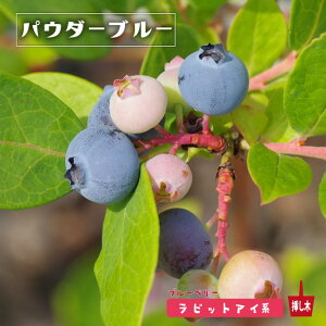 ypE_[u[z rbgACn 2N}ؕc u[x[c