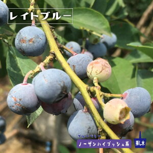 yCgu[z m[UnCubVn 2N}ؕc u[x[c