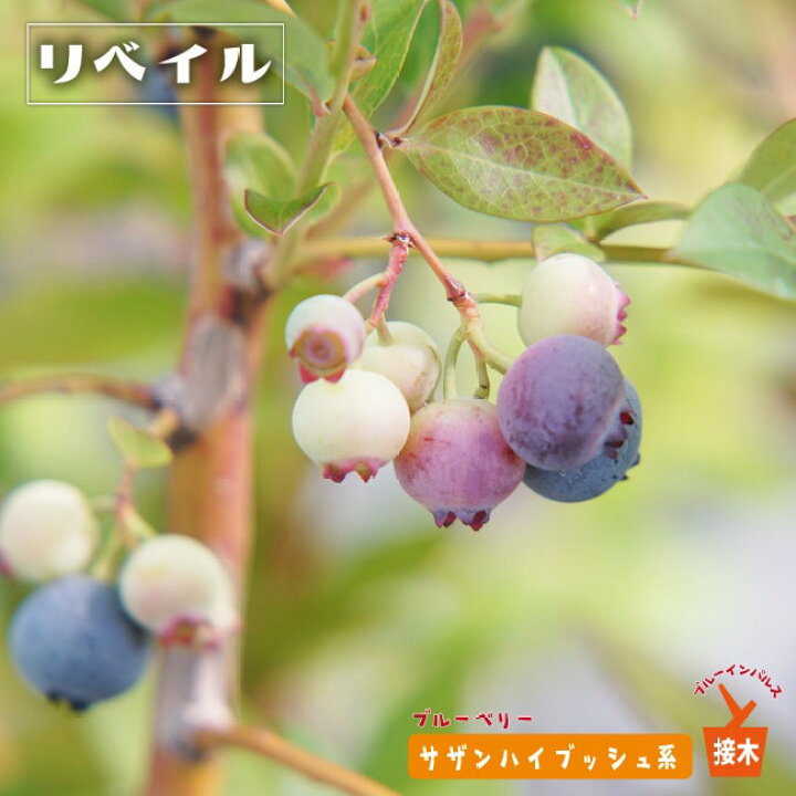 楽天市場 リヴェイル サザンハイブッシュ系 2年生接ぎ木苗 ブルーベリー ブルーインパルス 苗木部 ｂｙ 花ひろばオンライン