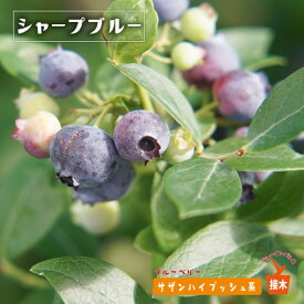 楽天市場 常緑 花壇 種類 植物 ブルーベリー の通販