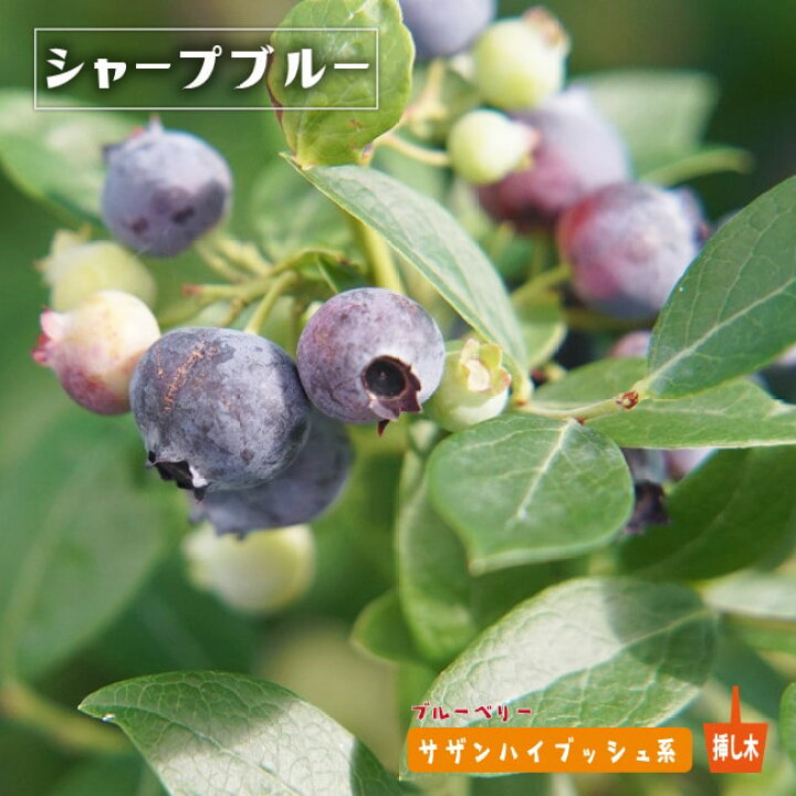 楽天市場 シャープブルー サザンハイブッシュ系 2年生挿木苗 ブルーベリー 予約販売 10月下旬頃発送予定 苗木部 ｂｙ 花ひろばオンライン