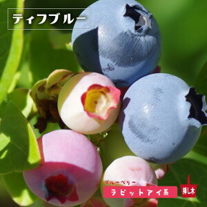 yeBtu[z rbgACn 3N}ؕc XbgA u[x[c