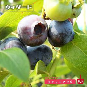 yEb_[hz rbgACn 2N}ؕc u[x[c