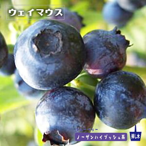 yEFC}EXz m[UnCubVn 2N}ؕc u[x[c