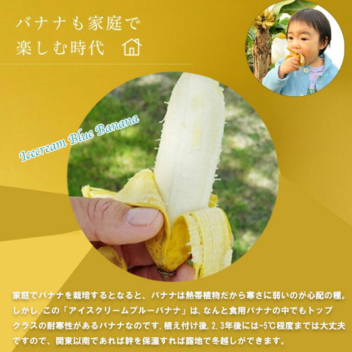 楽天市場 バナナの木 アイスクリームブルーバナナ カット大苗 石垣島から直送 代引不可 着日指定日不可 苗木部 ｂｙ 花ひろばオンライン