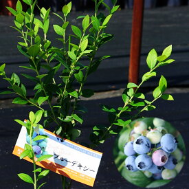 楽天市場 常緑 花壇 種類 植物 ブルーベリー の通販 楽天市場 常緑 花壇 種類 植物 ブルーベリー の通販