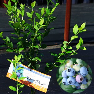 yu[fLV[z TUnCubVn 3Nږؕc u[x[c u[CpX