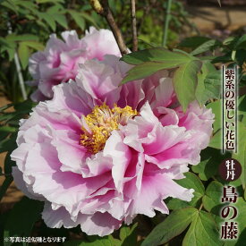 楽天市場 芍薬 白 苗の通販
