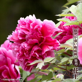 楽天市場 芍薬 品種の通販 楽天市場 芍薬 品種の通販