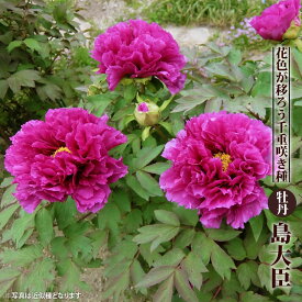 楽天市場 切花 芍薬の通販