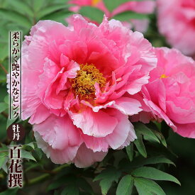 楽天市場 牡丹 苗 苗物 ガーデニング 農業 花 ガーデン Diyの通販