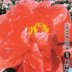 楽天市場 シャクヤク 切り花の通販