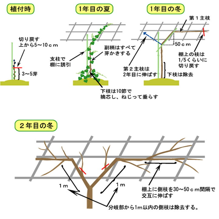 楽天市場 デラウェア ぶどう 2年生接木大苗 1m苗 ウィルスフリー 産地で剪定済 1 0m苗 苗木部 ｂｙ 花ひろばオンライン