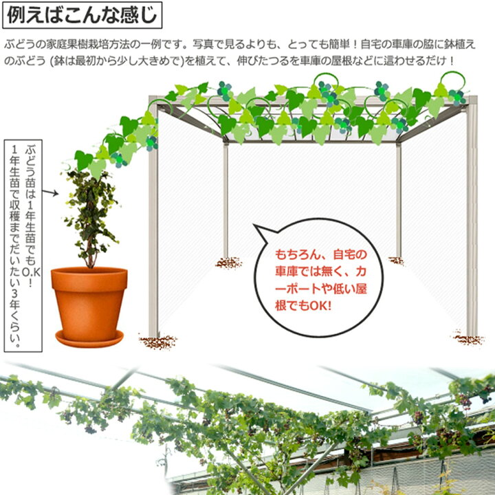 楽天市場 種無しぶどう ヒムロッドシードレス 3年生長尺大苗 挿し木 西濃運輸お届け 北海道 沖縄 離島不可 苗木部 ｂｙ 花ひろばオンライン