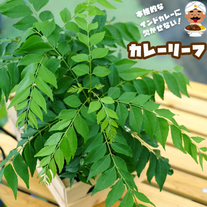 楽天市場】スパイシーハーブ！【カレーリーフ】 フレグラーポット大苗 