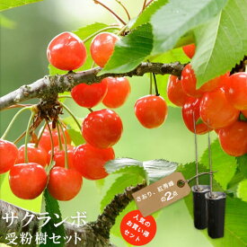 【限定販売】 人気のサクランボ 受粉樹2点セット （さおりと紅秀峰） 1年生接木苗