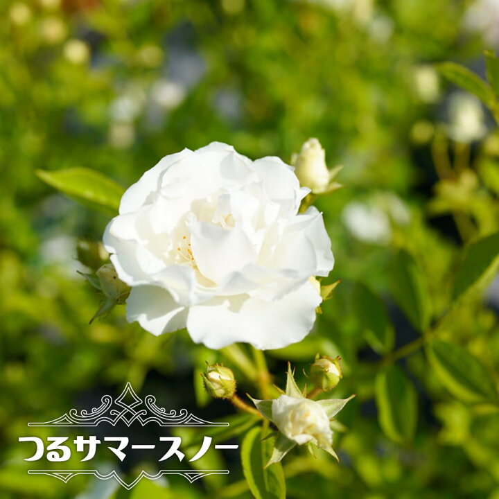 楽天市場 バラ苗 つるサマースノー 大苗 つるバラ トゲが少ないから安心 白色 強健 バラ 苗 つるばら 薔薇 Np 苗木部 by 花ひろばオンライン 楽天市場 バラ苗 つるサマースノー 大苗 つるバラ トゲが少ないから安心 白色 強健 バラ 苗 つるばら 薔薇 Np 苗木部 by 花ひろばオンライン