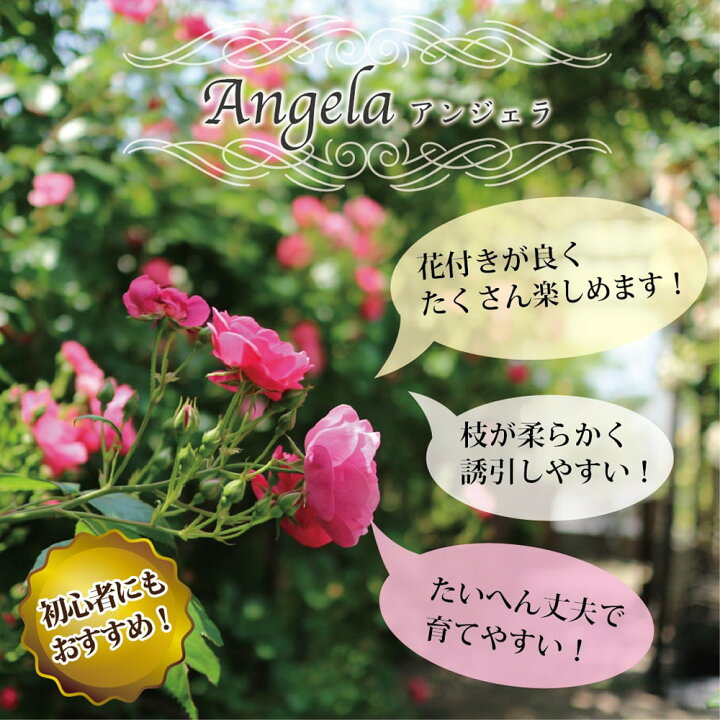 楽天市場 四季咲きつるバラ アンジェラ 2年生大苗 予約販売 12月 翌年1月中に順次入荷 苗木部 ｂｙ 花ひろばオンライン