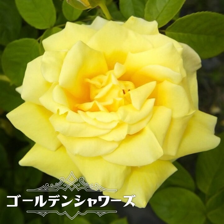 楽天市場 バラ苗 ゴールデンシャワーズ 大苗 つるバラ トゲが少ない 耐陰性 四季咲き 黄色 バラ 苗 つるばら ローズヒップ Np 予約販売 12月 翌年1月中に順次入荷 苗木部 ｂｙ 花ひろばオンライン